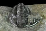 Detailed Gerastos Trilobite Fossil - Morocco #152805-4